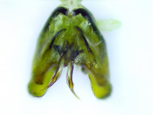 Tenthredopsis sp.